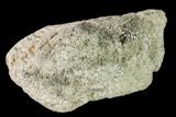 Partial Hadrosaur Phalange - Alberta (Disposition #-) #143289-2